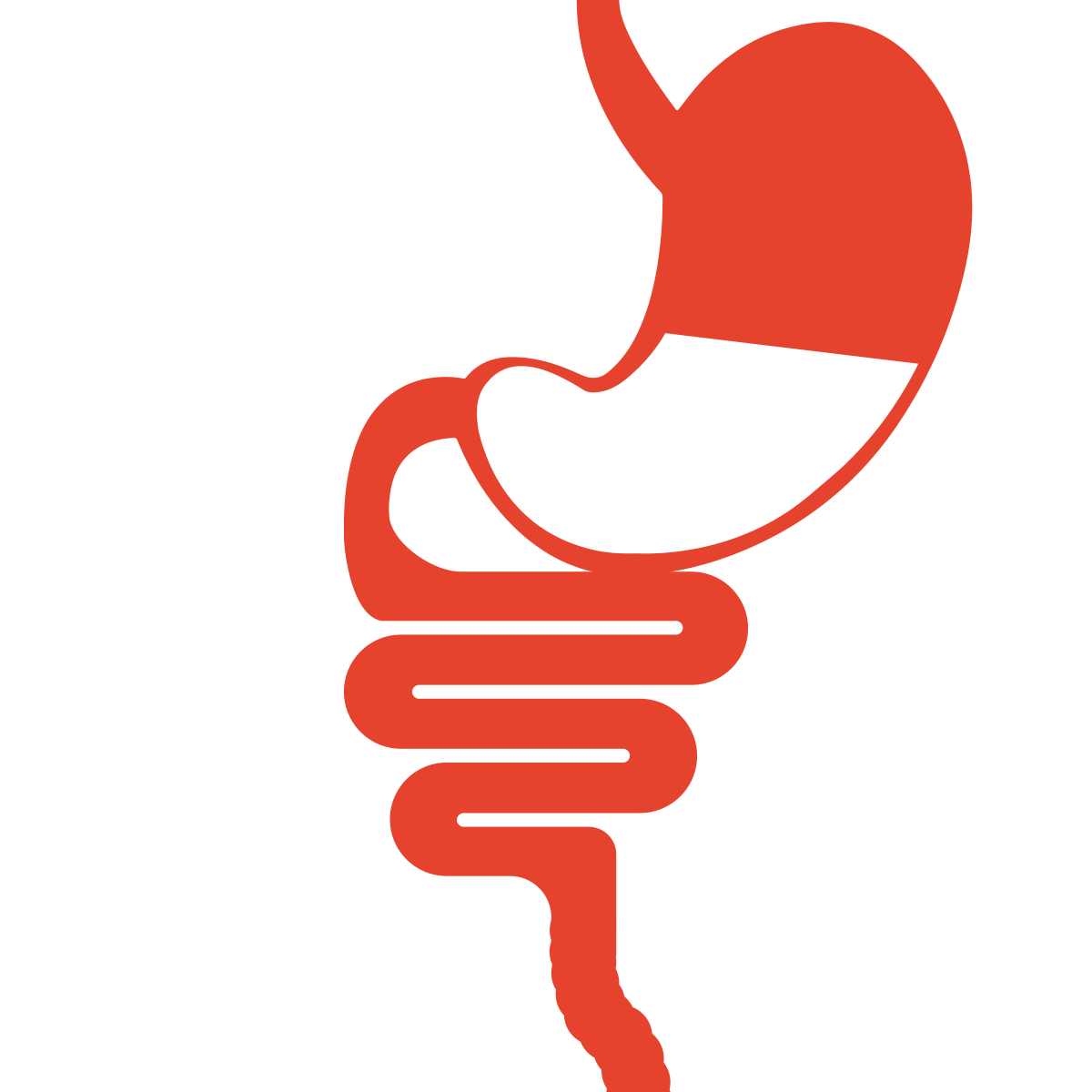 Apparato digerente:  com’è composto e quali funzioni svolge 